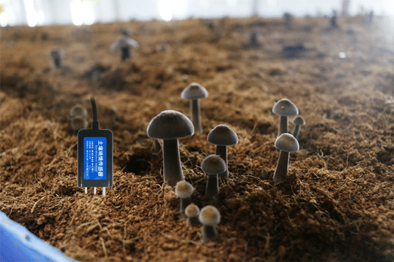 MQTT物联网菌菇养殖智能监控系统插图2