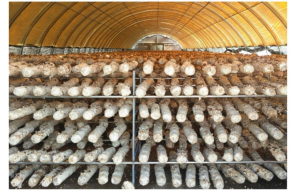 菌菇养殖物联网方案（二）